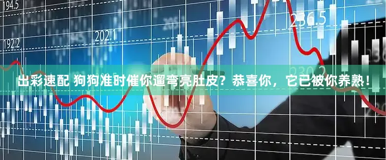 出彩速配 狗狗准时催你遛弯亮肚皮？恭喜你，它已被你养熟！