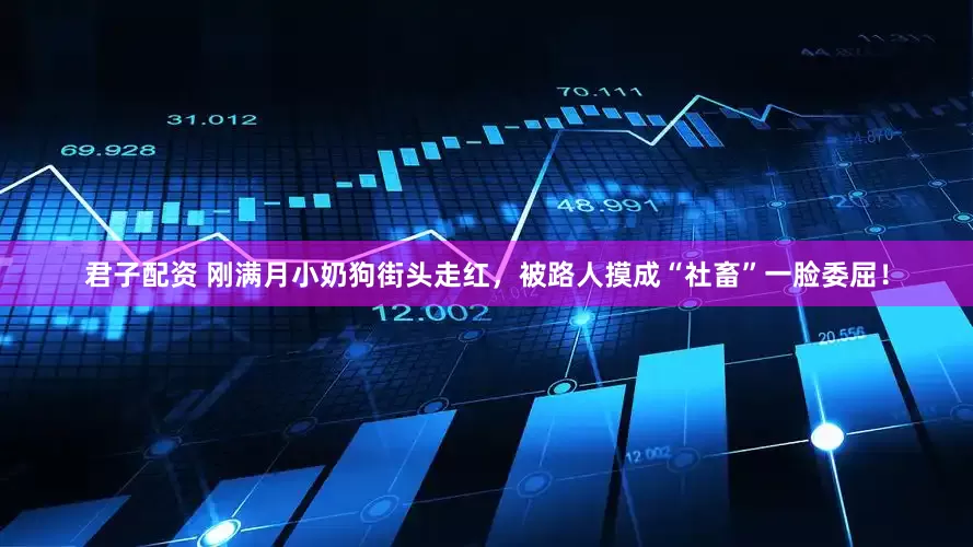 君子配资 刚满月小奶狗街头走红，被路人摸成“社畜”一脸委屈！