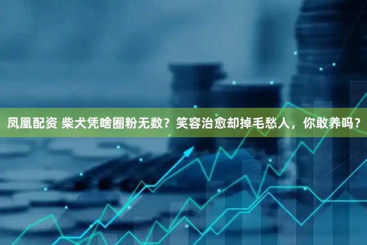 凤凰配资 柴犬凭啥圈粉无数？笑容治愈却掉毛愁人，你敢养吗？
